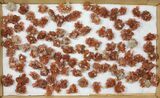 Lot: Twinned Aragonite Clusters - Pieces #103616-1